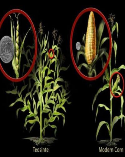 image of teosinte compared to modern corn