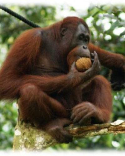 primate in tree eating