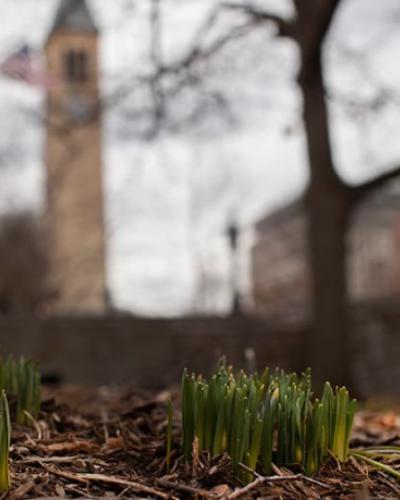 bulbs growing on campus